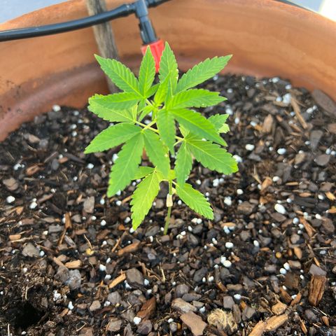 Lamb’s Breath growlog timeline photo