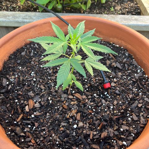 Lamb’s Breath growlog timeline photo