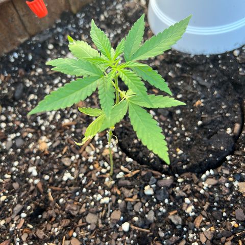 Lamb’s Breath growlog timeline photo