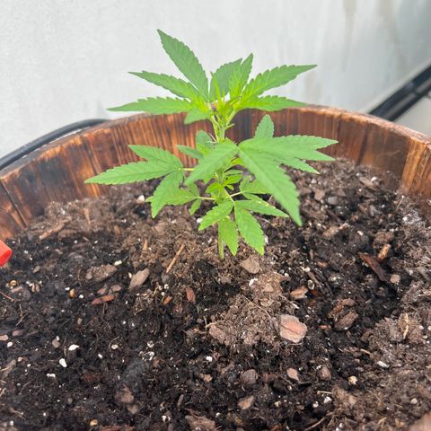 Lamb’s Breath growlog timeline photo