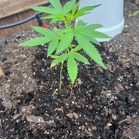 Lamb’s Breath growlog timeline photo