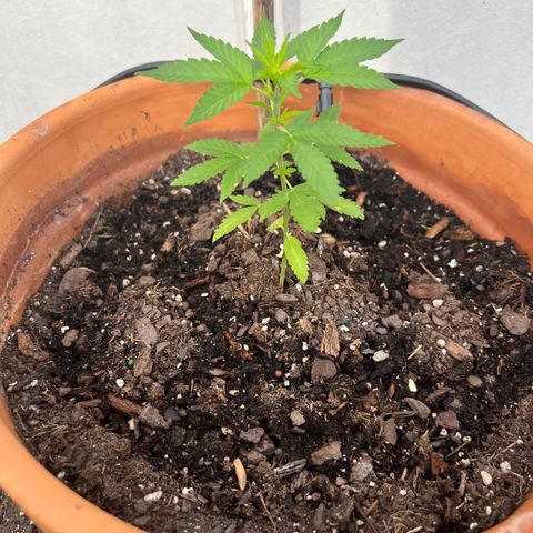 Lamb’s Breath growlog timeline photo