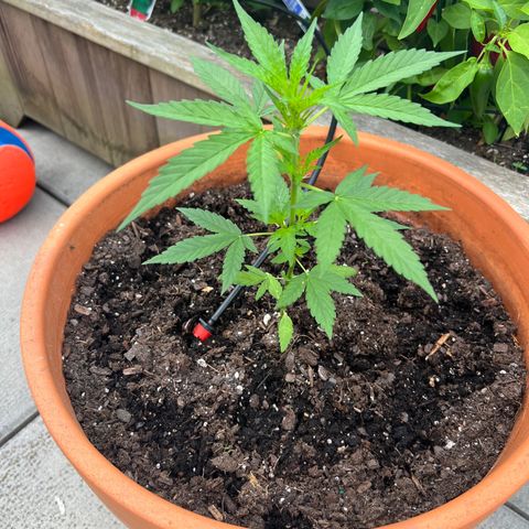 Lamb’s Breath growlog timeline photo