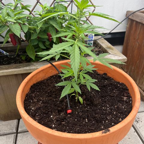 Lamb’s Breath growlog timeline photo