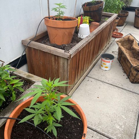 Lamb’s Breath growlog timeline photo
