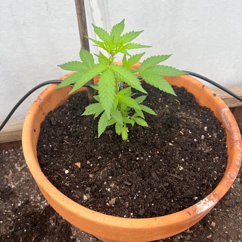 Lamb’s Breath growlog timeline photo