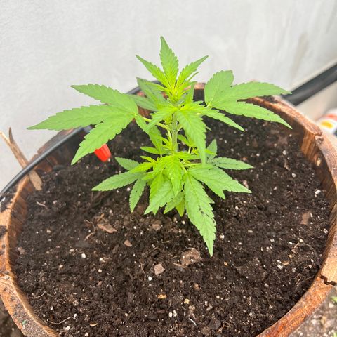 Lamb’s Breath growlog timeline photo