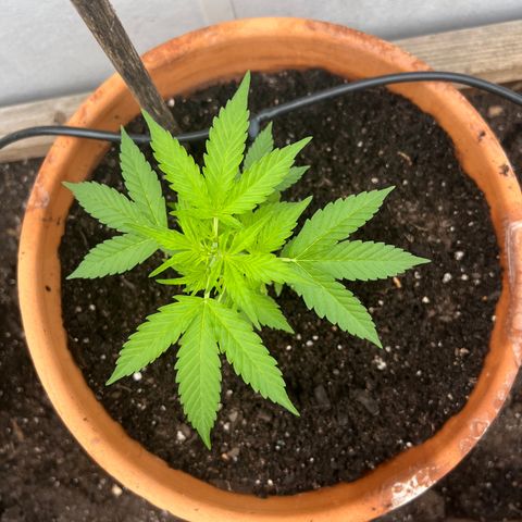 Lamb’s Breath growlog timeline photo