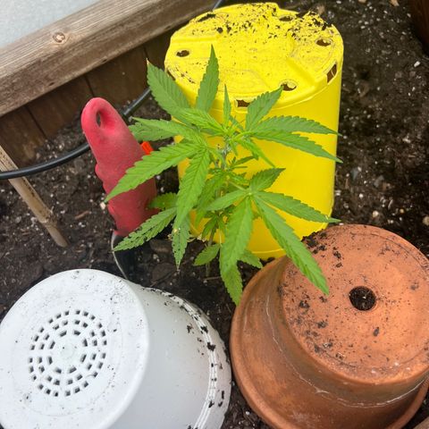 Lamb’s Breath growlog timeline photo
