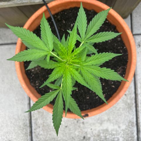 Lamb’s Breath growlog timeline photo
