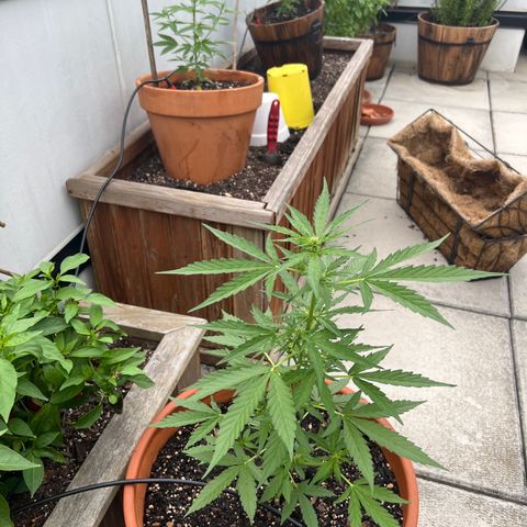 Lamb’s Breath growlog timeline photo