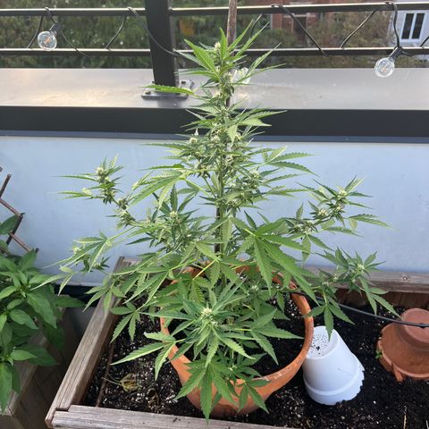 Lamb’s Breath growlog timeline photo