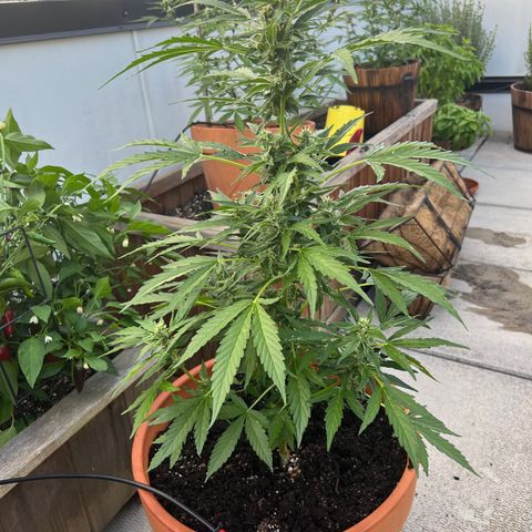 Lamb’s Breath growlog timeline photo
