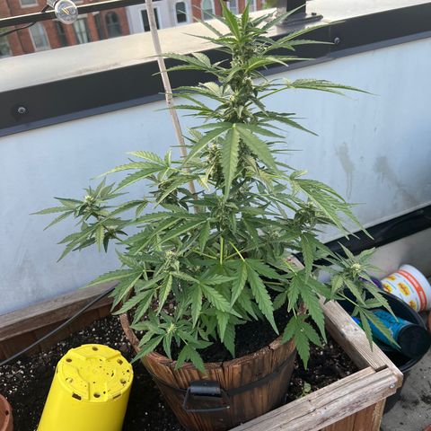 Lamb’s Breath growlog timeline photo