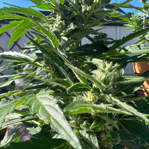 Lamb’s Breath growlog timeline photo