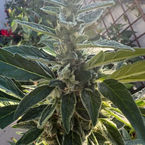 Lamb’s Breath growlog timeline photo