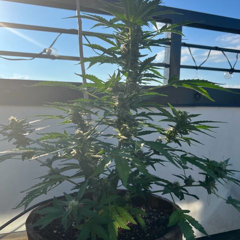 Lamb’s Breath growlog timeline photo