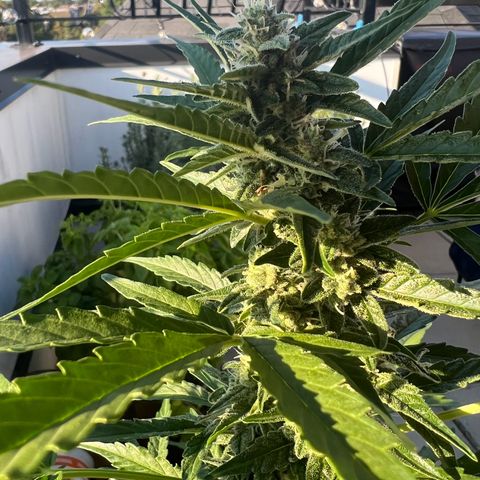 Lamb’s Breath growlog timeline photo