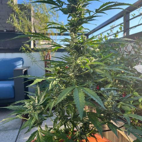 Lamb’s Breath growlog timeline photo