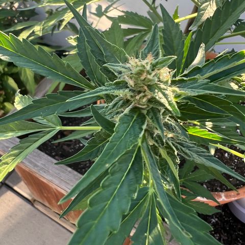 Lamb’s Breath growlog timeline photo