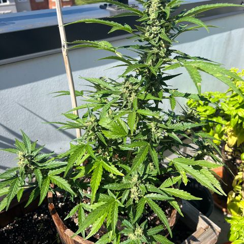 Lamb’s Breath growlog timeline photo