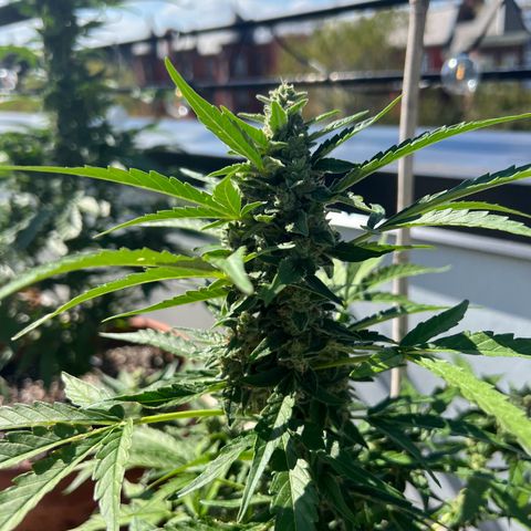 Lamb’s Breath growlog timeline photo