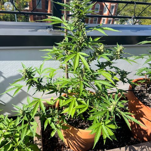 Lamb’s Breath growlog timeline photo