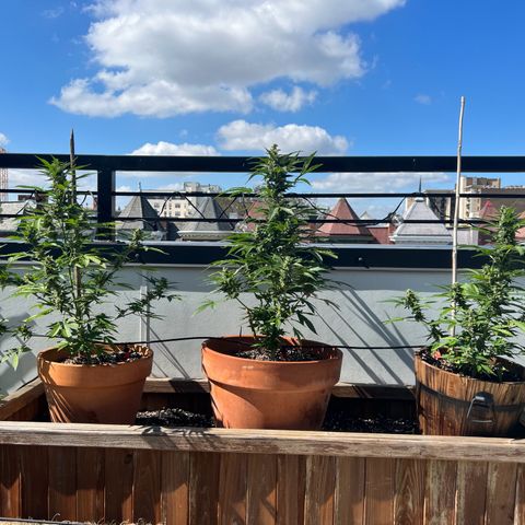 Lamb’s Breath growlog timeline photo
