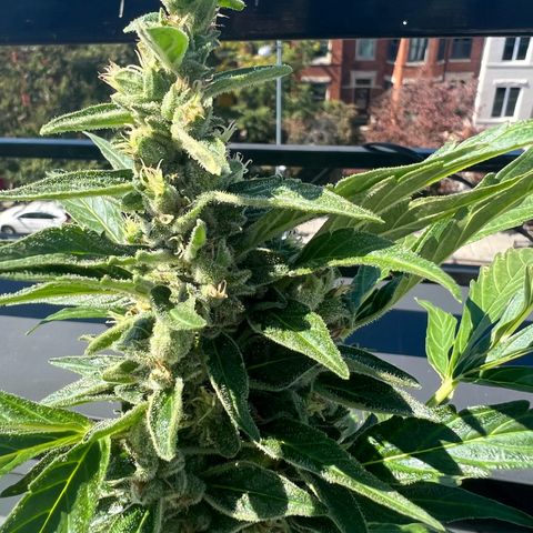 Lamb’s Breath growlog timeline photo