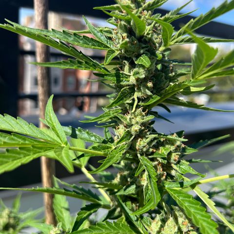 Lamb’s Breath growlog timeline photo