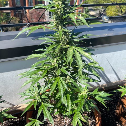 Lamb’s Breath growlog timeline photo