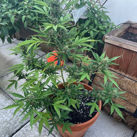 Lamb’s Breath growlog timeline photo