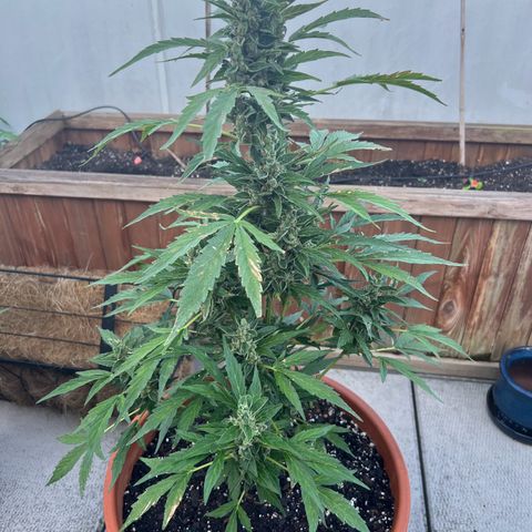 Lamb’s Breath growlog timeline photo