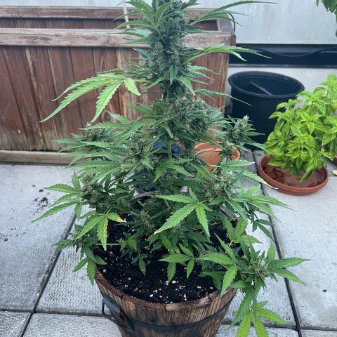 Lamb’s Breath growlog timeline photo