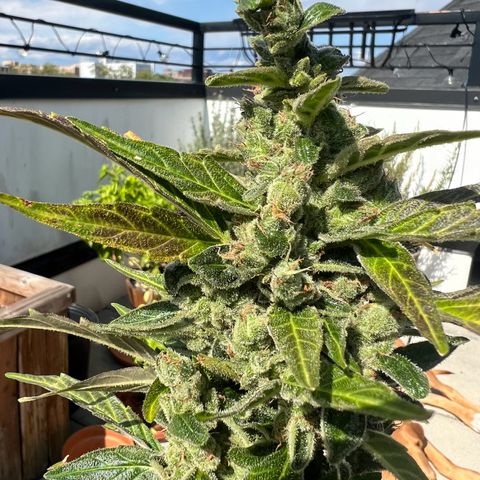 Lamb’s Breath growlog timeline photo