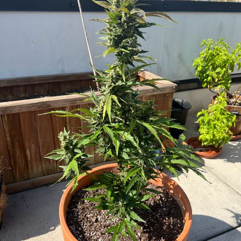 Lamb’s Breath growlog timeline photo