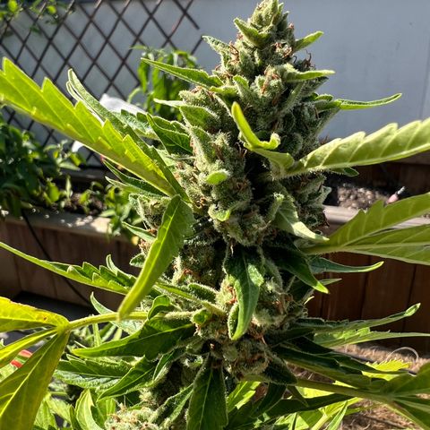 Lamb’s Breath growlog timeline photo