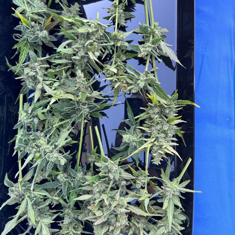 Lamb’s Breath growlog timeline photo