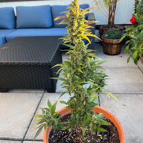 Lamb’s Breath growlog timeline photo