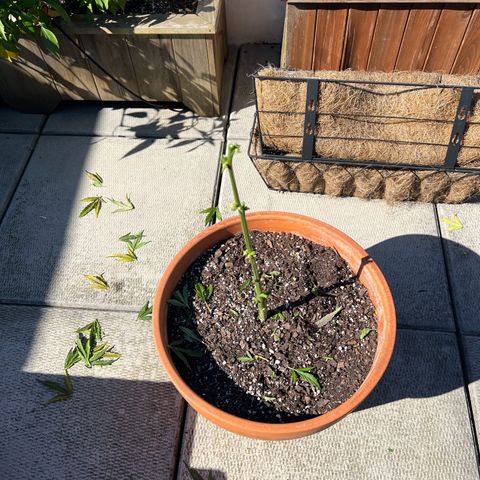 Lamb’s Breath growlog timeline photo