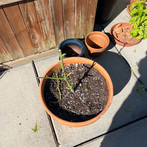 Lamb’s Breath growlog timeline photo