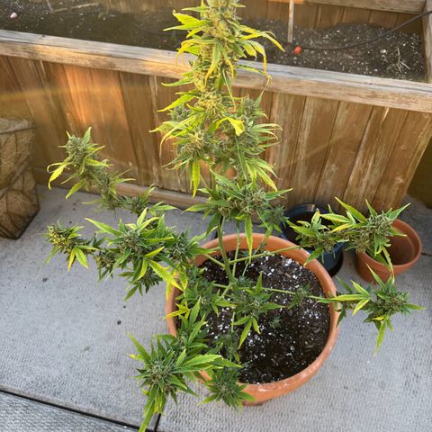 Lamb’s Breath growlog timeline photo