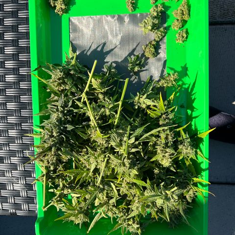 Lamb’s Breath growlog timeline photo