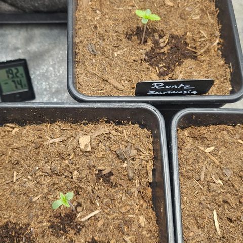 Kalini Asia growlog timeline photo