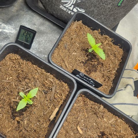 Kalini Asia growlog timeline photo