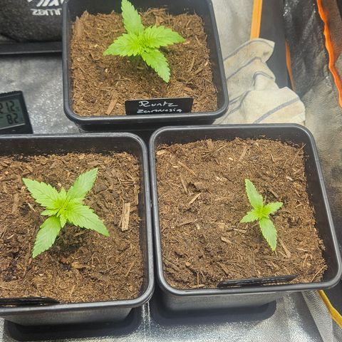 Kalini Asia growlog timeline photo