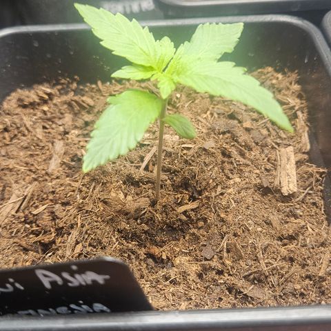 Kalini Asia growlog timeline photo
