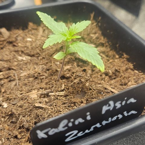 Kalini Asia growlog timeline photo