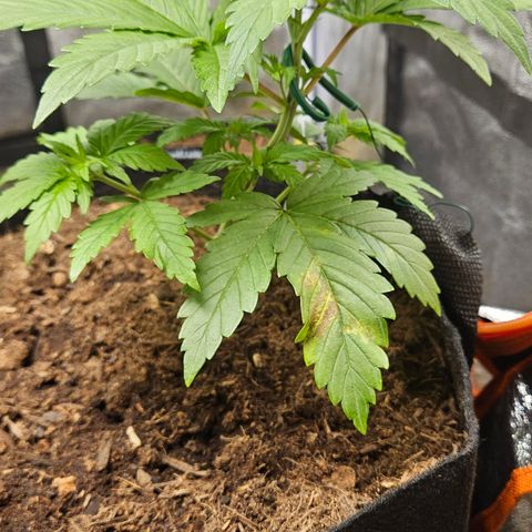 Kalini Asia growlog timeline photo