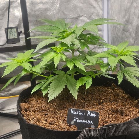 Kalini Asia growlog timeline photo